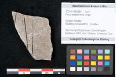 Foto (Objekt + Etikett) von Pinus taedaeformis Unger (NHMW-GEO-2024-0188-6655)